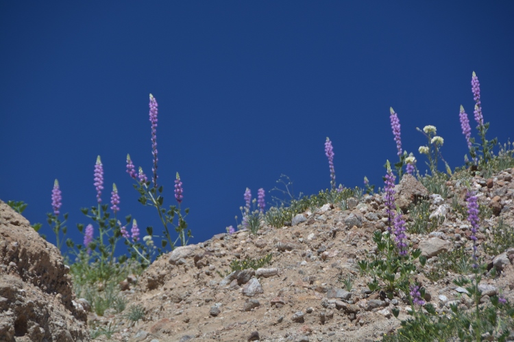 wildflowers above the slot canyon